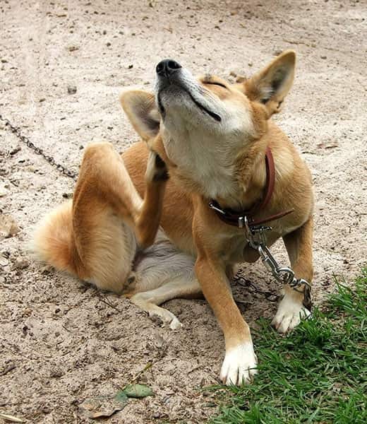 Pomarańczowy pies na smyczy siedzi i drapie się na zewnątrz.