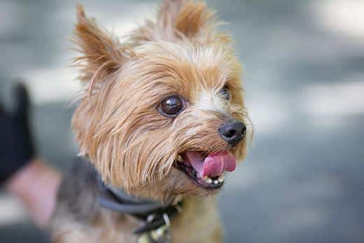 Yorkshire Terrier na spacer. Zdjęcie z selektywną ostrością i tonowaniem. Yorkshire Terrier na spacer. Zdjęcie z selektywną ostrością i tonowaniem.