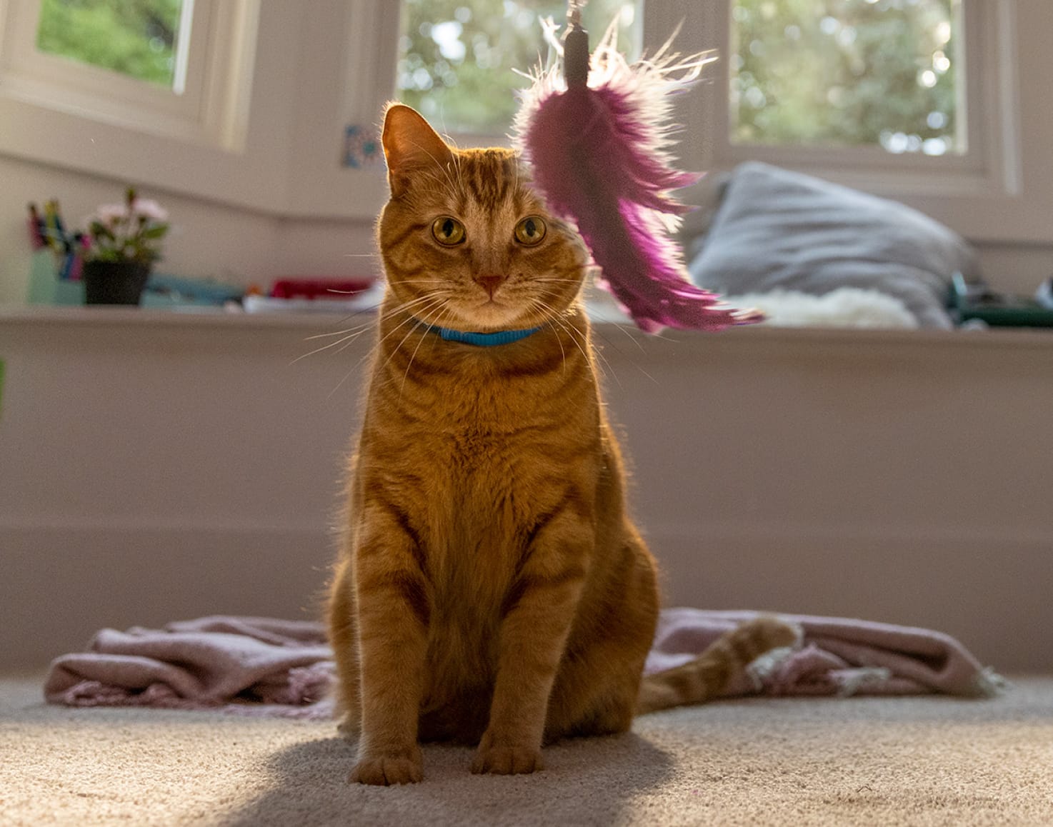 Kot patrzący na zwisającą zabawkę