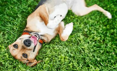 Jamnik w czerwonej uprzęży