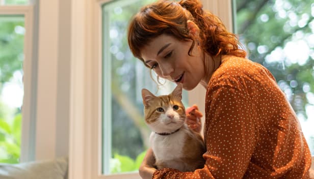 Brązowo-biały kot siedzący na kolanach kobiety