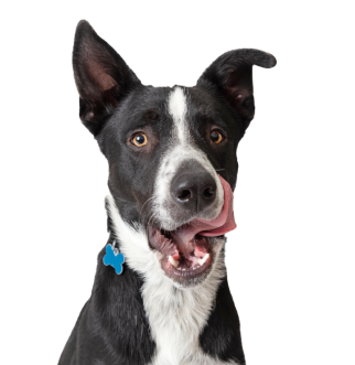 pies oblizujący się