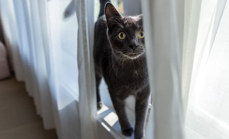 A black cat standing beside a white curtain