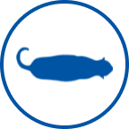 Ikona kota z nadwagą